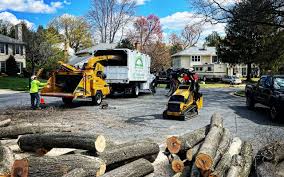 How Our Tree Care Process Works  in  Bret Harte, CA