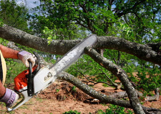 Reliable Bret Harte, CA Tree Care  Solutions